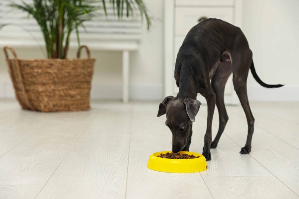 Skinny Grey Dog Eating