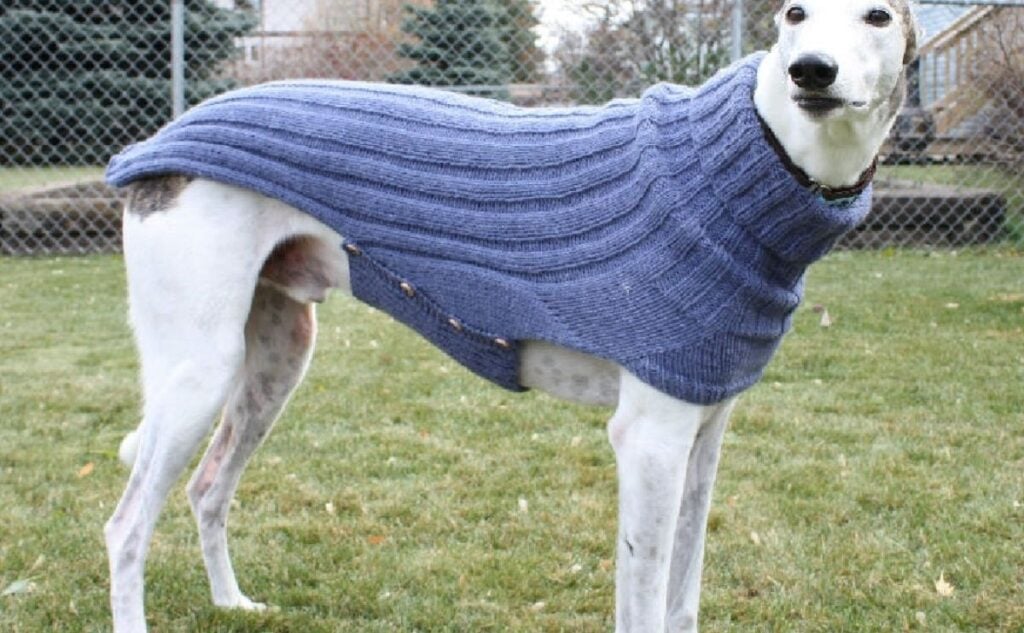 Greyhound in a blue sweater by Terri Lee Royea.