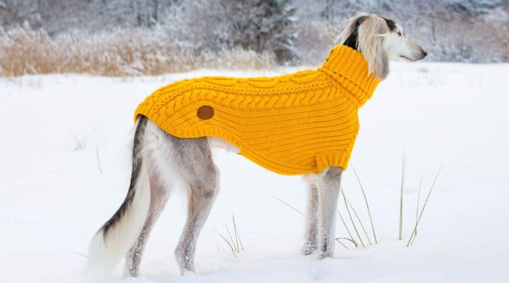 Greyhound in the snow wearing a sweater.