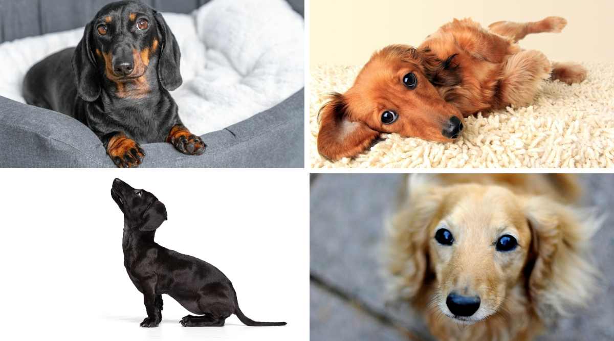 Dachshund Colors: 15 Standard & Non-Standard Variations - Canine Journal