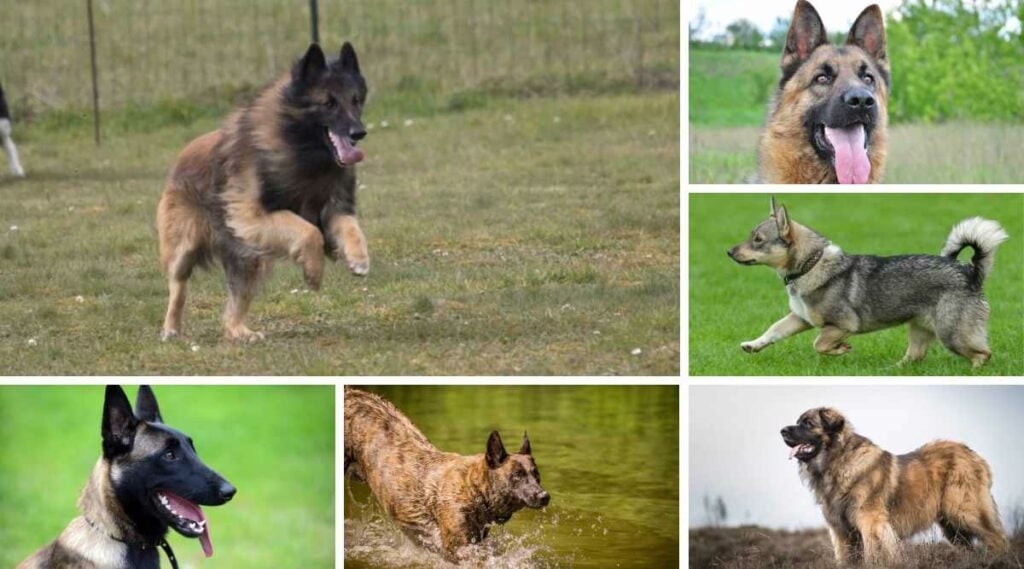 grid of six dogs that look like German Shepherds