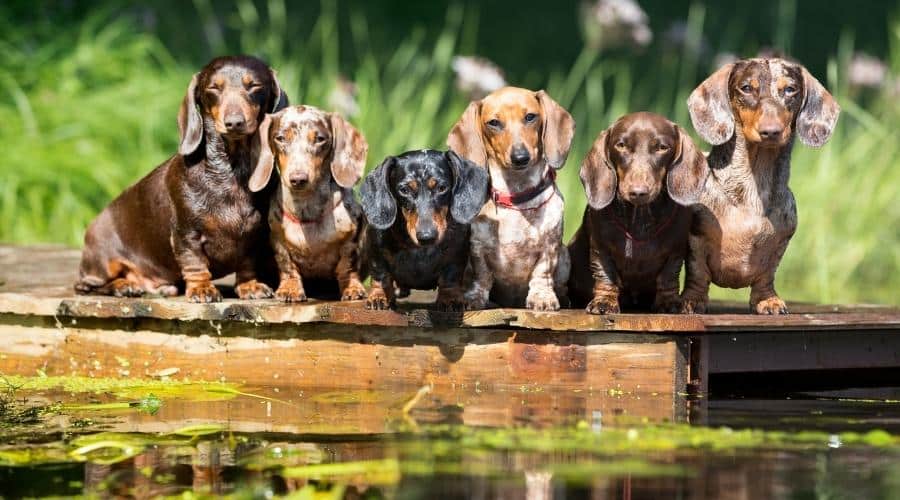 group dog dachshund sits by the water, dachshund puppy dog swim in the river
