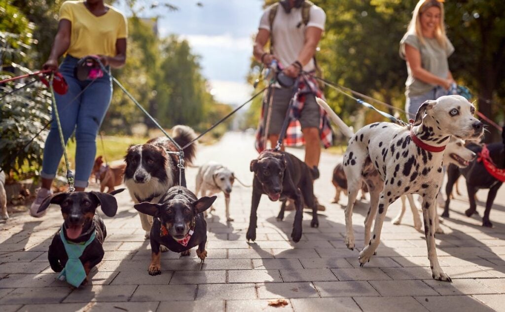 Dog walkers with packs of dogs.