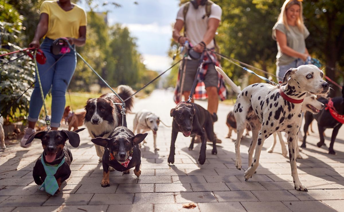 Los Angeles Dog Walking Services Making Your Pet s Exercise A Priority 