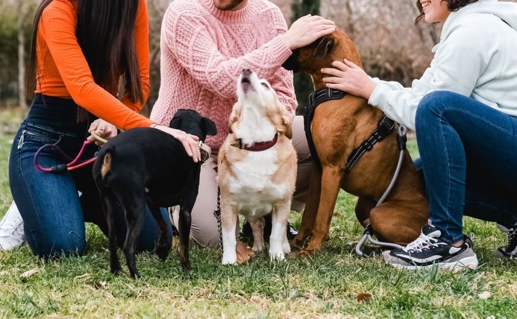 How to Socialize Your Puppy Group of friends meet in the park with their dogs.