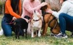 Group of friends meet in the park with their dogs.