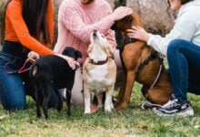 Group of friends meet in the park with their dogs.