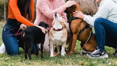 Group of friends meet in the park with their dogs.