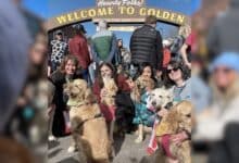 Group photo of Goldens with owners in Golden, CO.