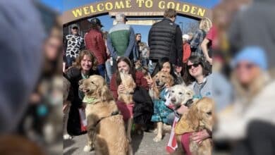 Group photo of Goldens with owners in Golden, CO.
