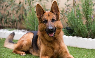 German Shepherd Dog laying in grass