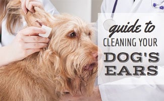 Dog getting ears cleaned (Caption: Guide To Cleaning Your Dog's Ears)