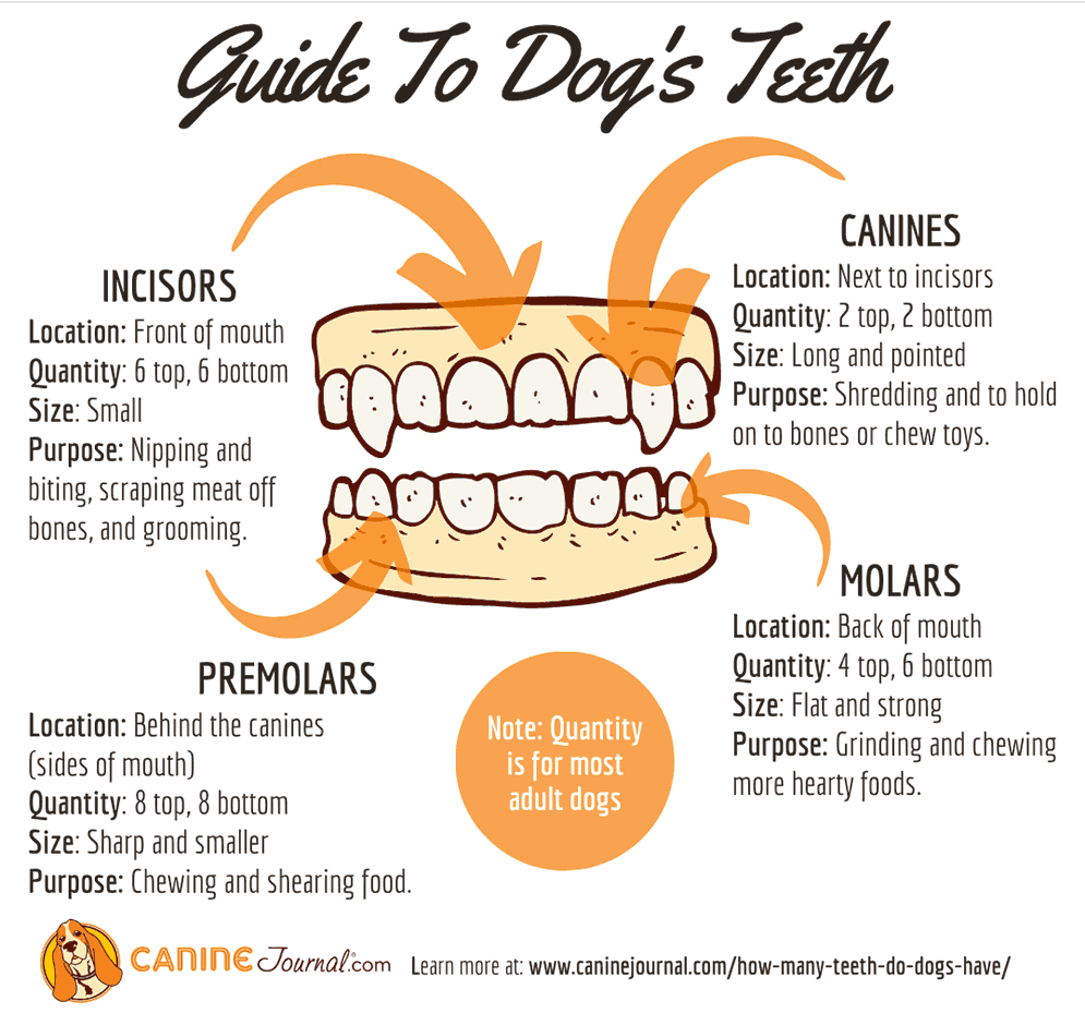 Infographic: Guide to dog's teeth