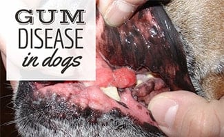 Dog's gums (caption: gum disease in dogs)