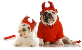 Dogs in Halloween Costumes