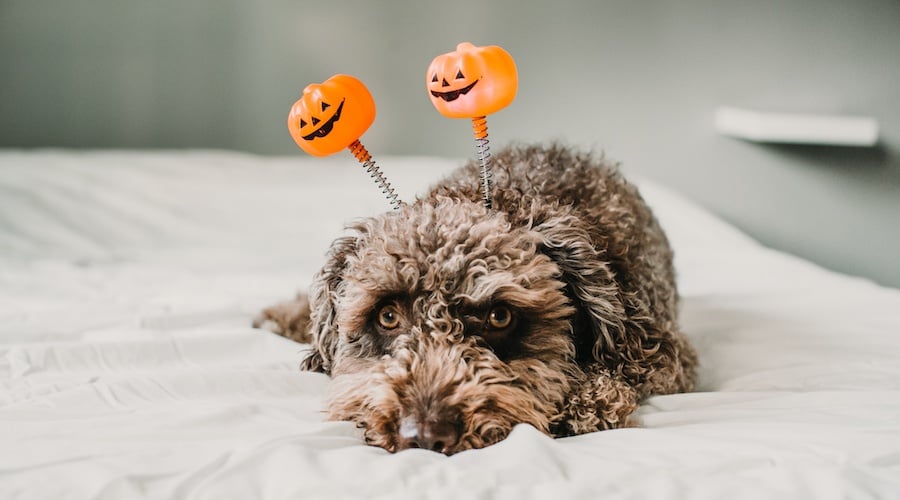 Dog in a Pumpkin costume