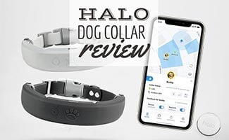 Two Halo Dog Collars next to smartphone app (Caption: Halo Dog Collar Review)