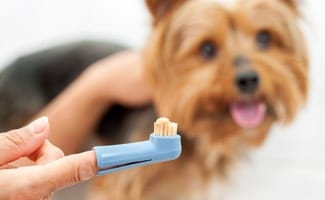 Hand brushing dog's teeth