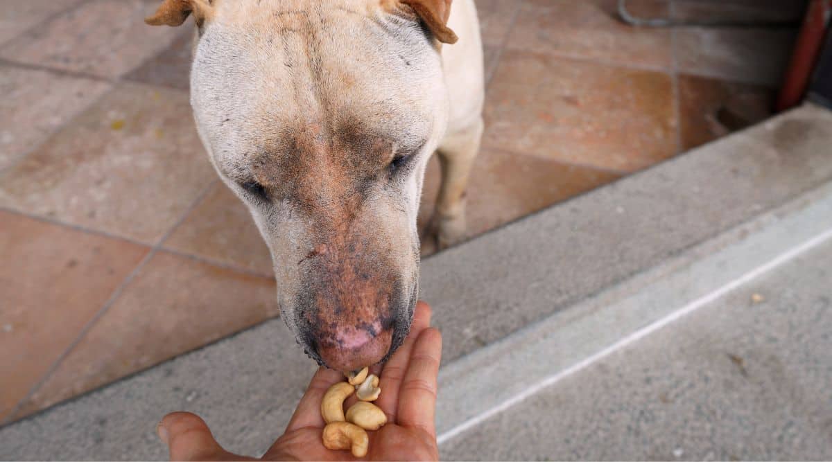 Can Dogs Eat Cashews? Are They Toxic? Canine Journal