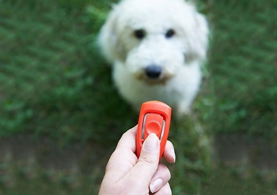 Hand holding clicker in front of white fluffy dog