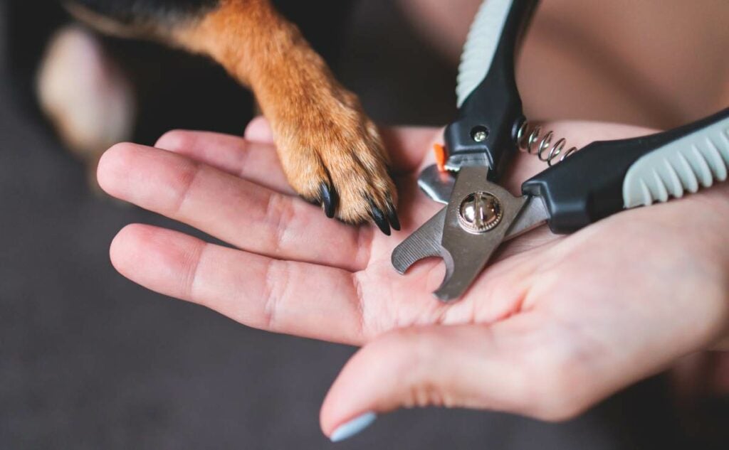 Hand holding dog paw with dog nail clippers.