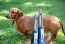 hand holding weight loss shots in front of a fat dog