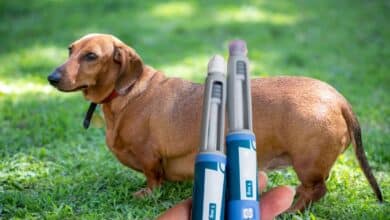 hand holding weight loss shots in front of a fat dog