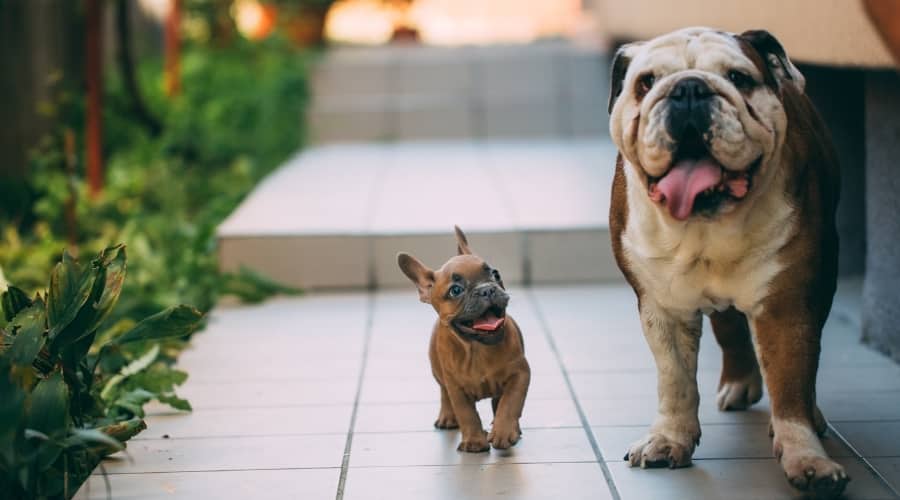 Happy Dogs Walking in a Courtyard