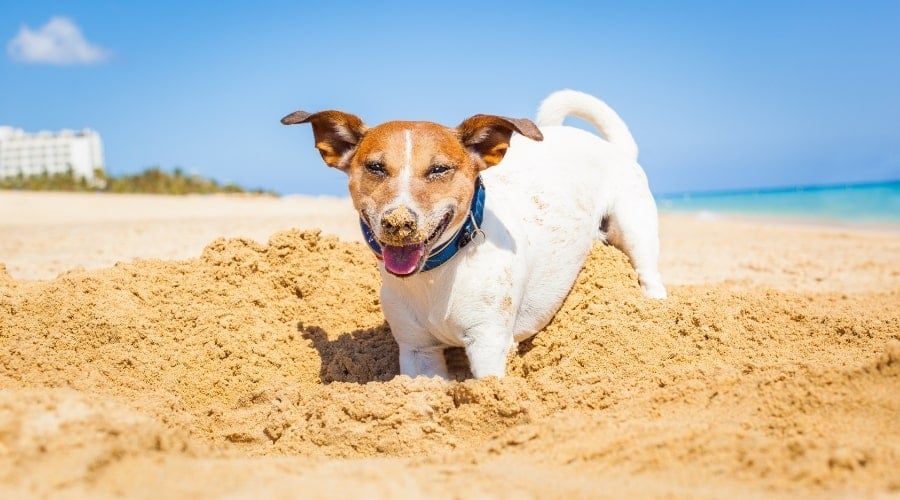 Happy Dog in the Sand