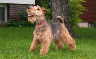 What does it mean when my dog tries to talk?