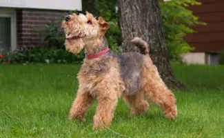 Happy dog