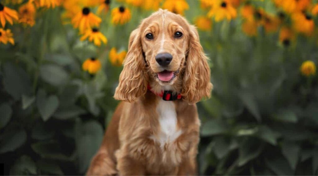 English Cocker Spaniel puppy portrait with blooming flowers in the background