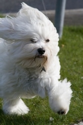 Havanese dog Havanese dog