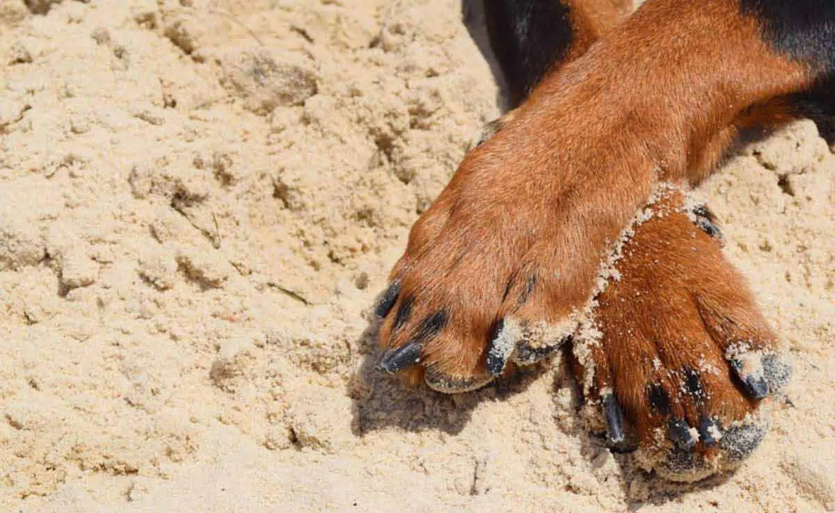 Dog's paws in sand crossed