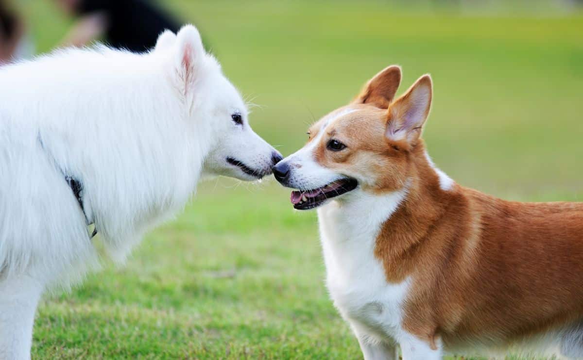 White Eskimo dog and Corgi touching snouts outside in grass smiling and standing looking at each other