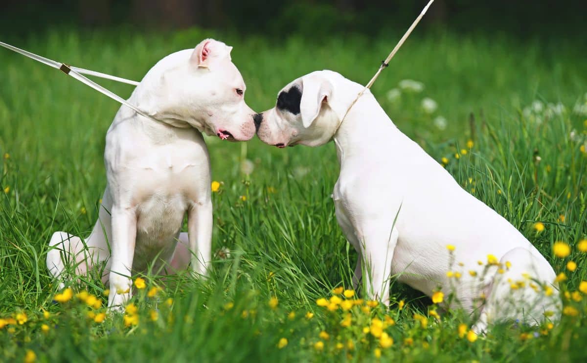 Two white large dogs with snouts touching in a field of grass and blooming yellow flowers on leashes