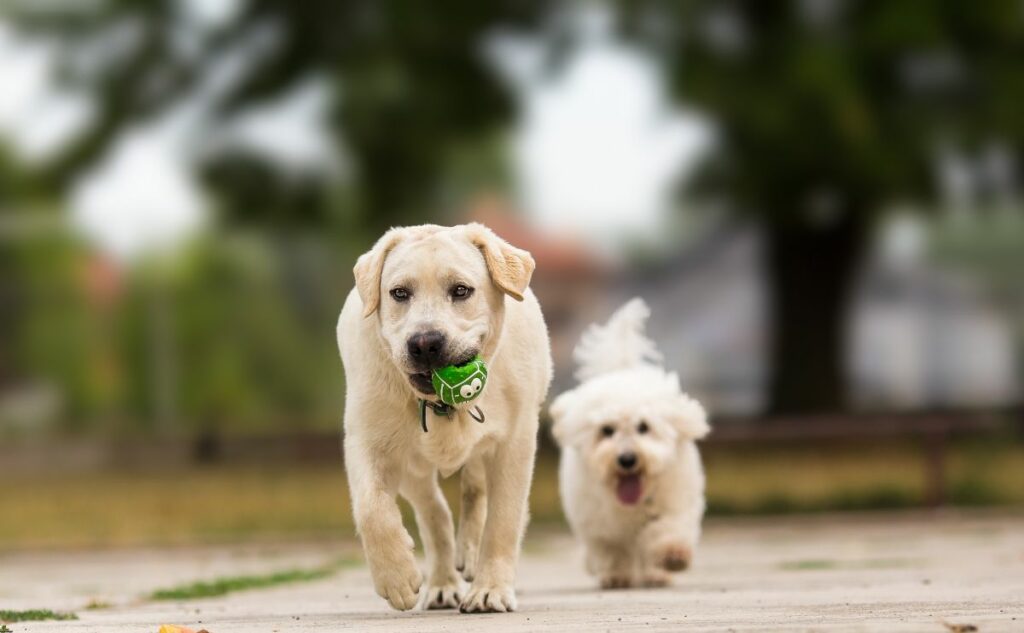 Lab puppy with green toy in mouth running away from a white Maltese dog outside off leash.
