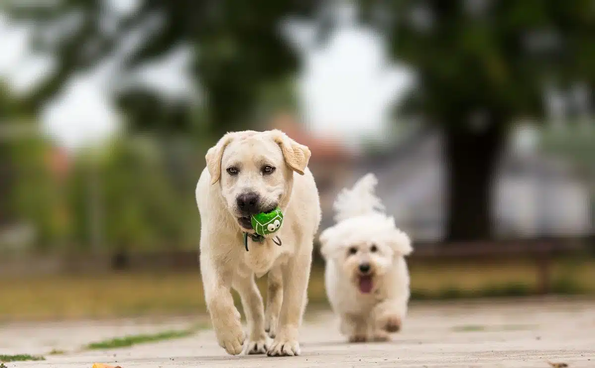 Lab puppy with green toy in mouth running away from a white Maltese dog outside off leash
