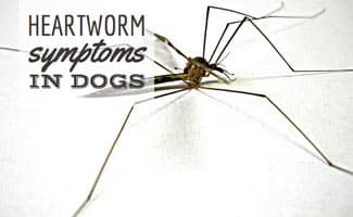 Mosquito heartworm bite (caption: Heartworm symptoms in dogs)