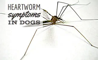 Mosquito bites could lead to heartworm symptoms in dogs