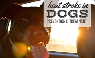 Dog panting in hot car (caption: Heat Stroke In Dogs Prevention & Treatment)