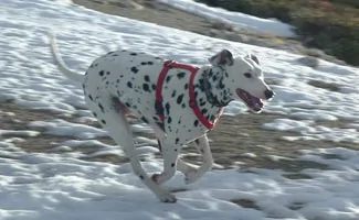 Dalmation running through snow