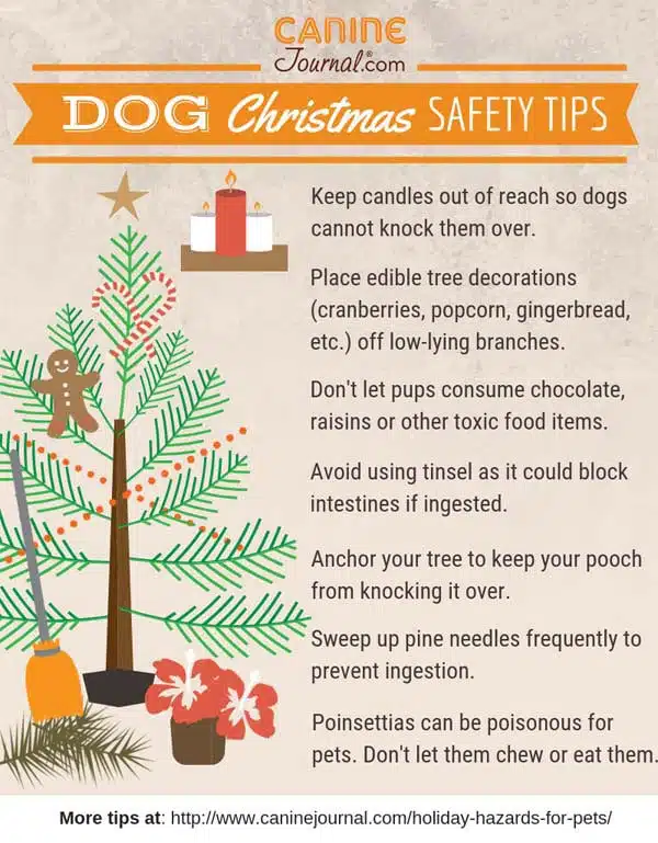 Pet Holiday Hazards Infographic