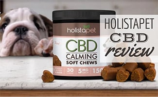 Dog looking at HolistaPet chews on counter (caption: HolistaPet CBD Review)