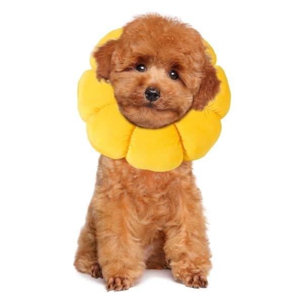 HOMBYS Soft Flower Cone For Dogs