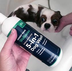 Cavalier in bathtub with Honest Paws 5 in 1 Shampoo bottle