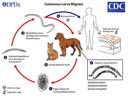 Hookworm Lifecycle chart