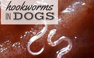 Hookworms under microscope (caption: Hookworms In Dogs)