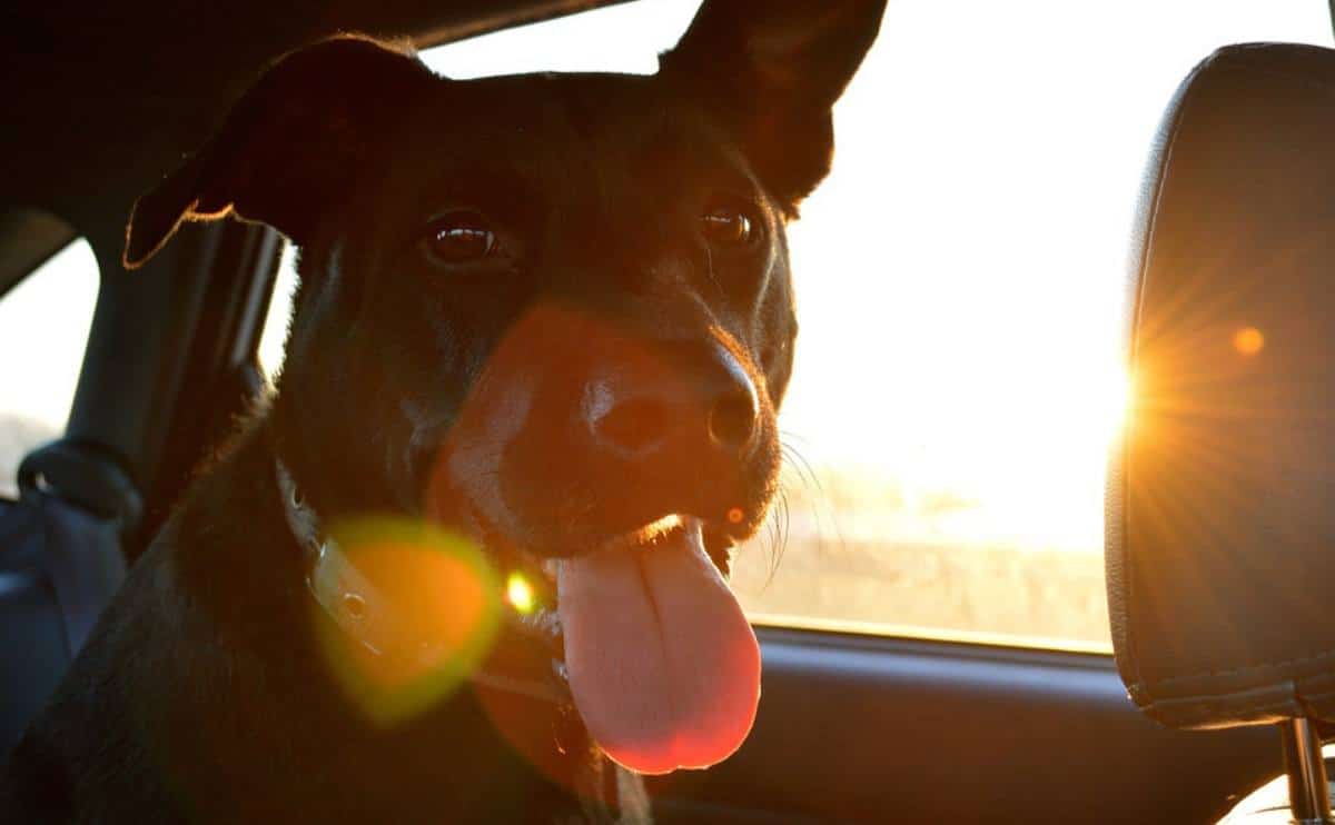 Hot dog in car.