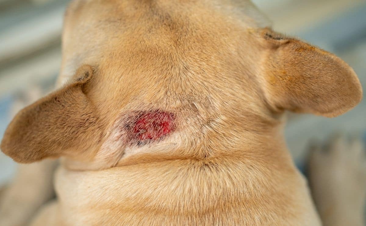 Superficial bacterial folliculitis dog home remedy hotsell